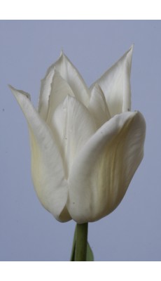WHITE TRIUMPHATOR